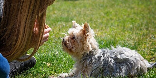 Fra larm til ro: Kan anti-gø halsbånd forandre din hunds adfærd?