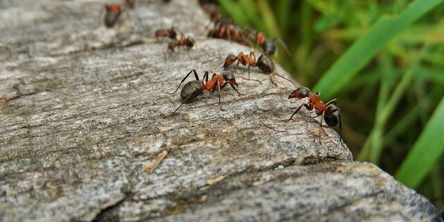 Miljøvenlige myregifte: Bekæmp myrer uden skadelige kemikalier