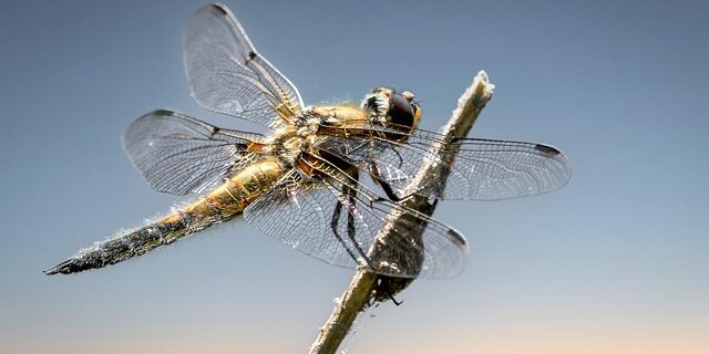 Miljøet og black friday: Kan du shoppe med god samvittighed?